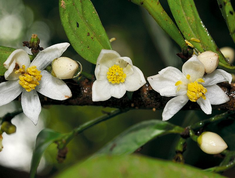 Anaxagorea luzonensis