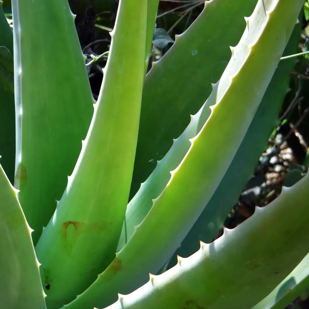 Aloe vera