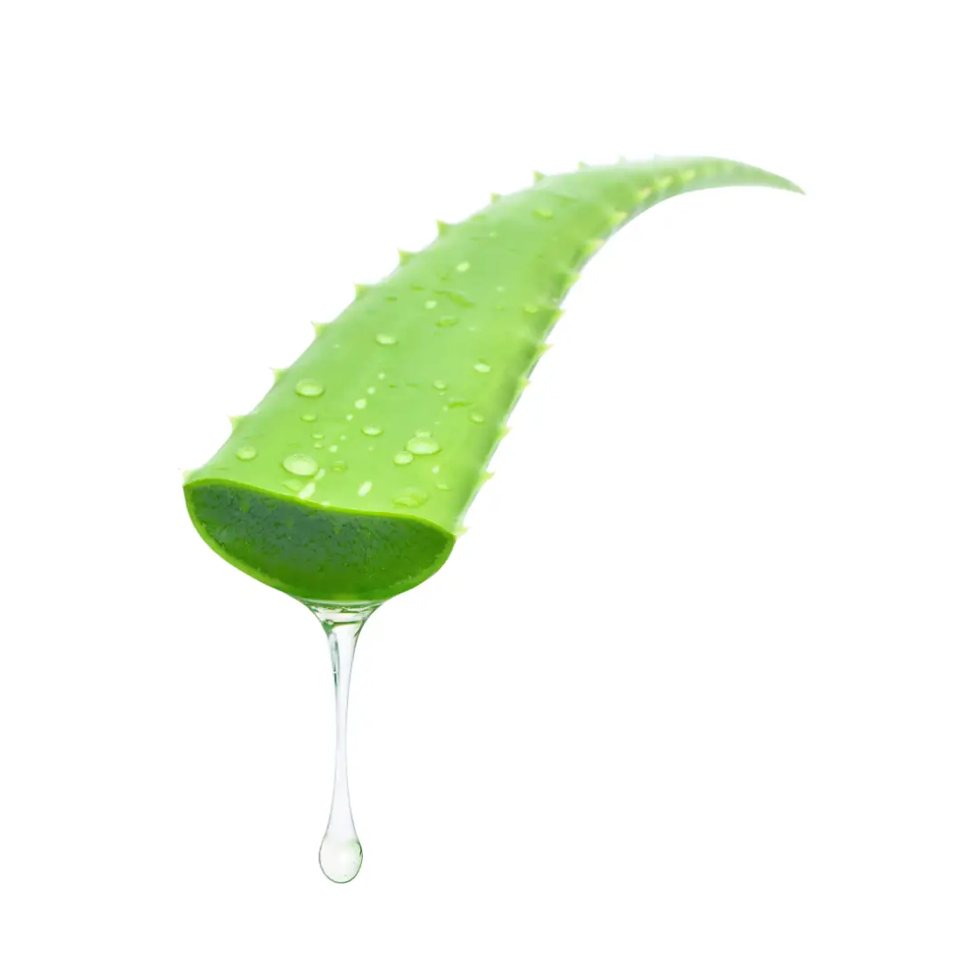 aloe vera