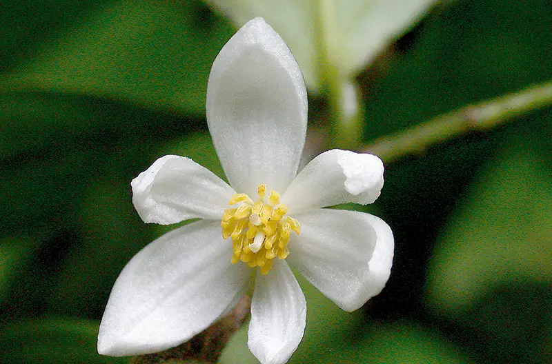 Anaxagorea luzonensis