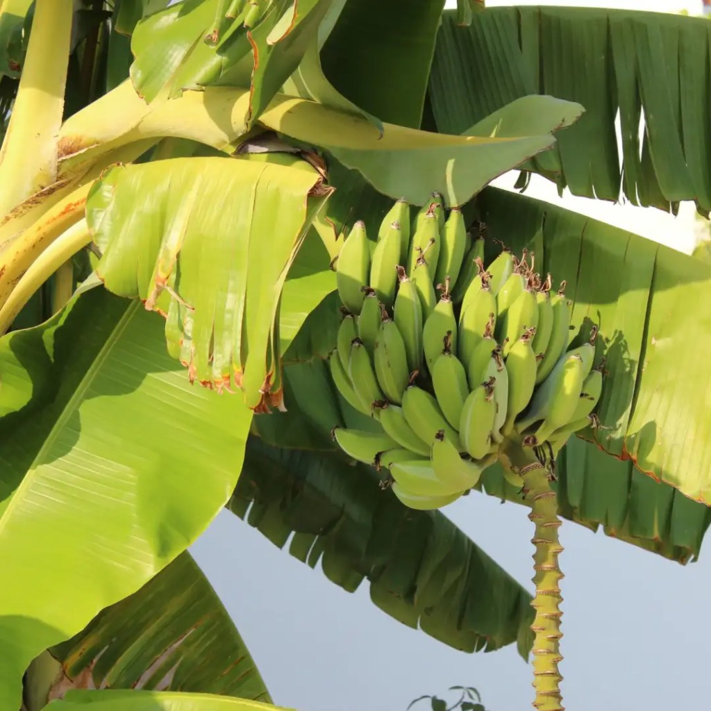 banana namwa information