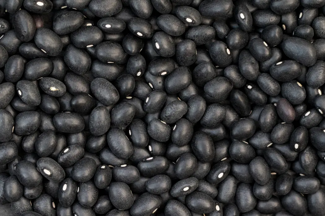 Black bean