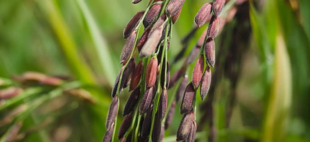 informasi beras ketan hitam