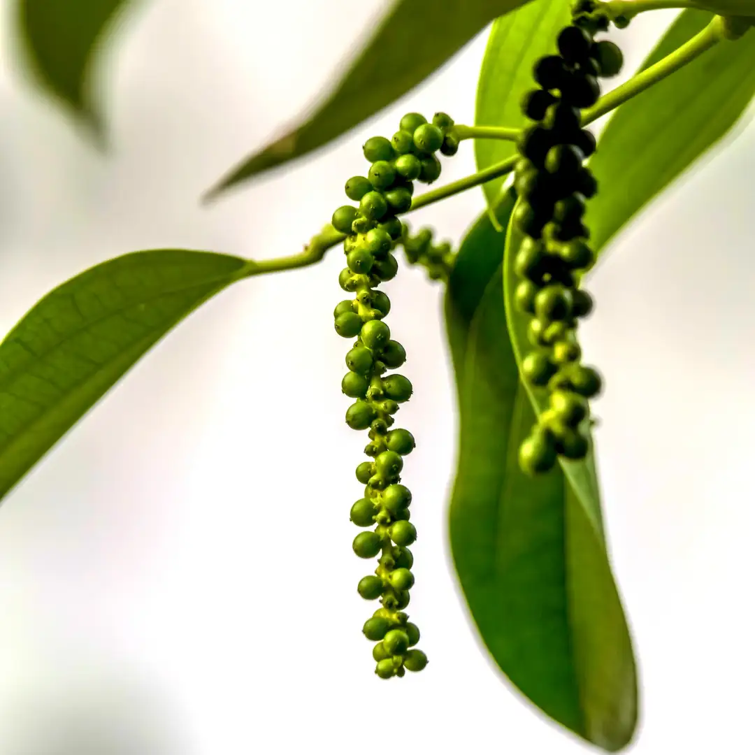 Black pepper