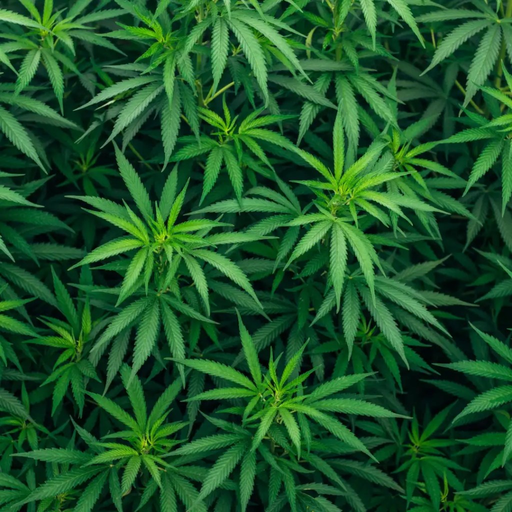 cannabis information