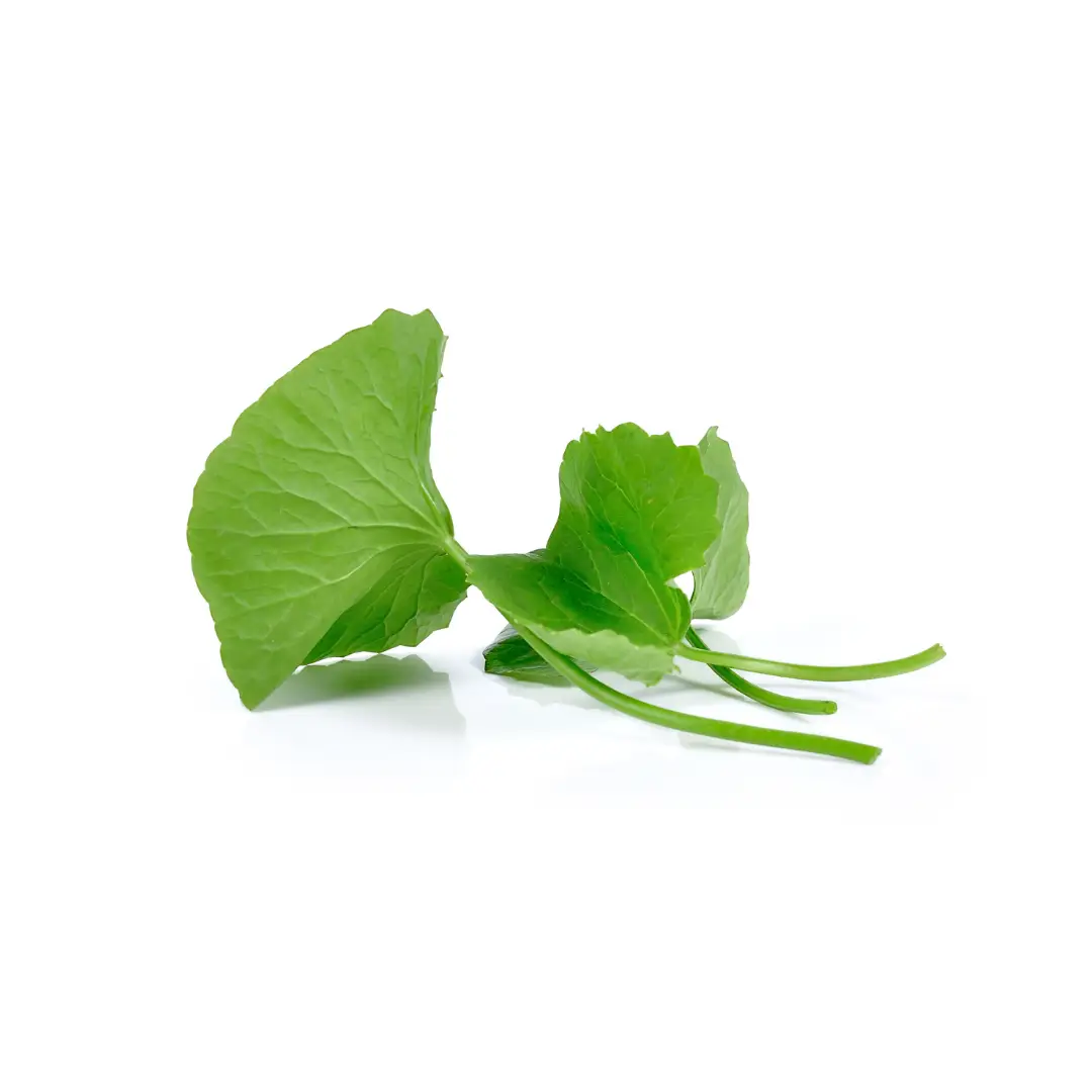 병풀 아시아 티카