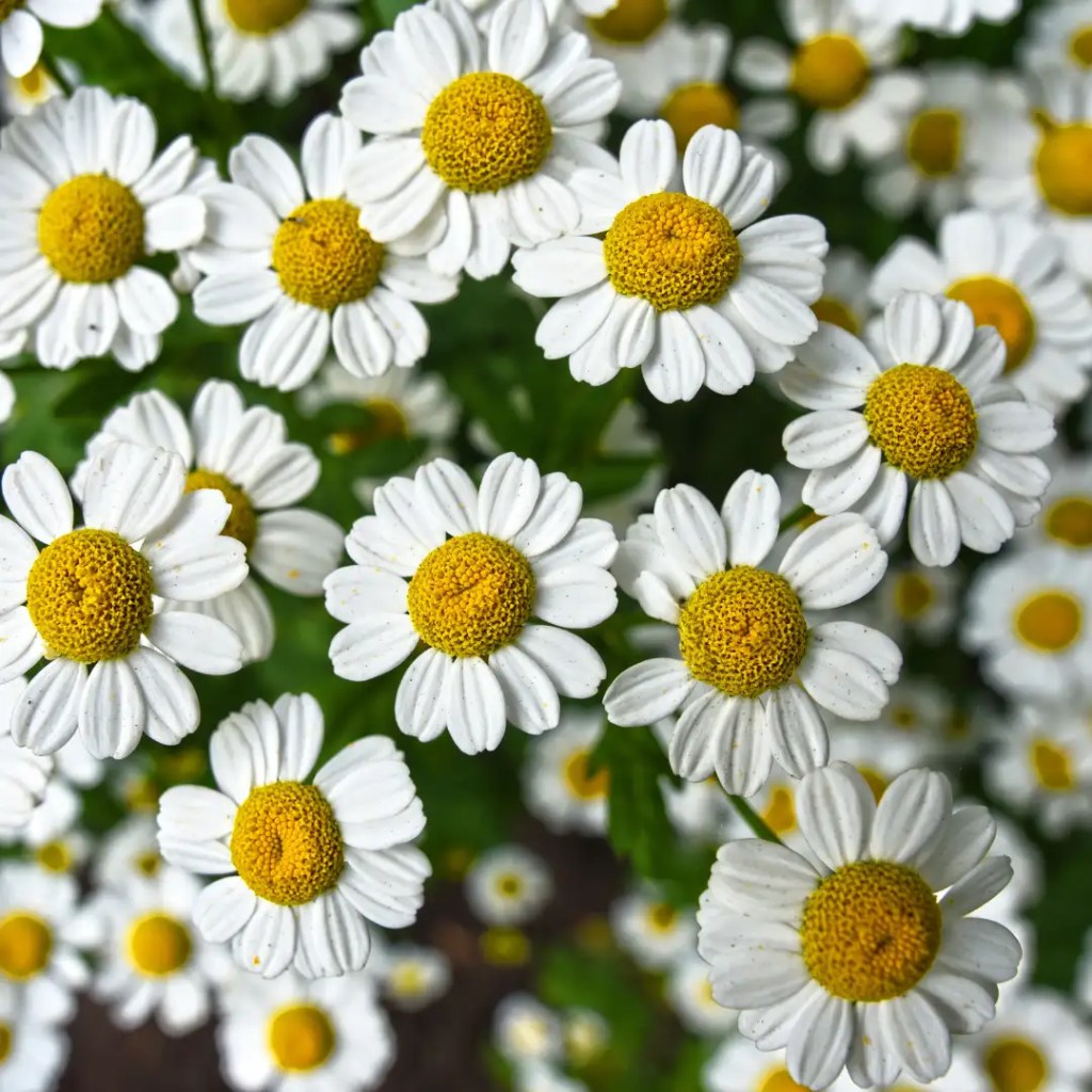 chamomile information