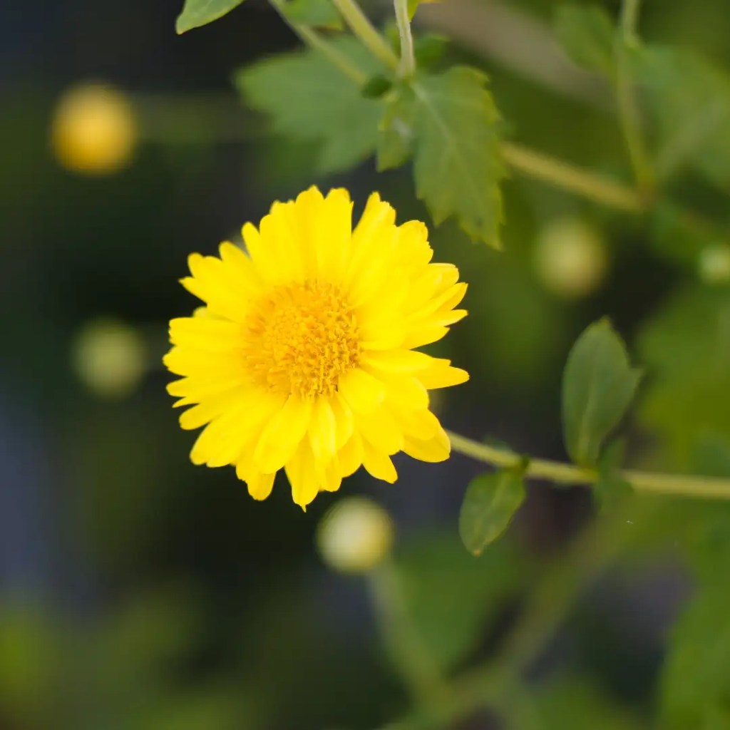 chrysanthemum information