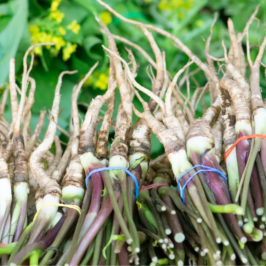 dong quai information