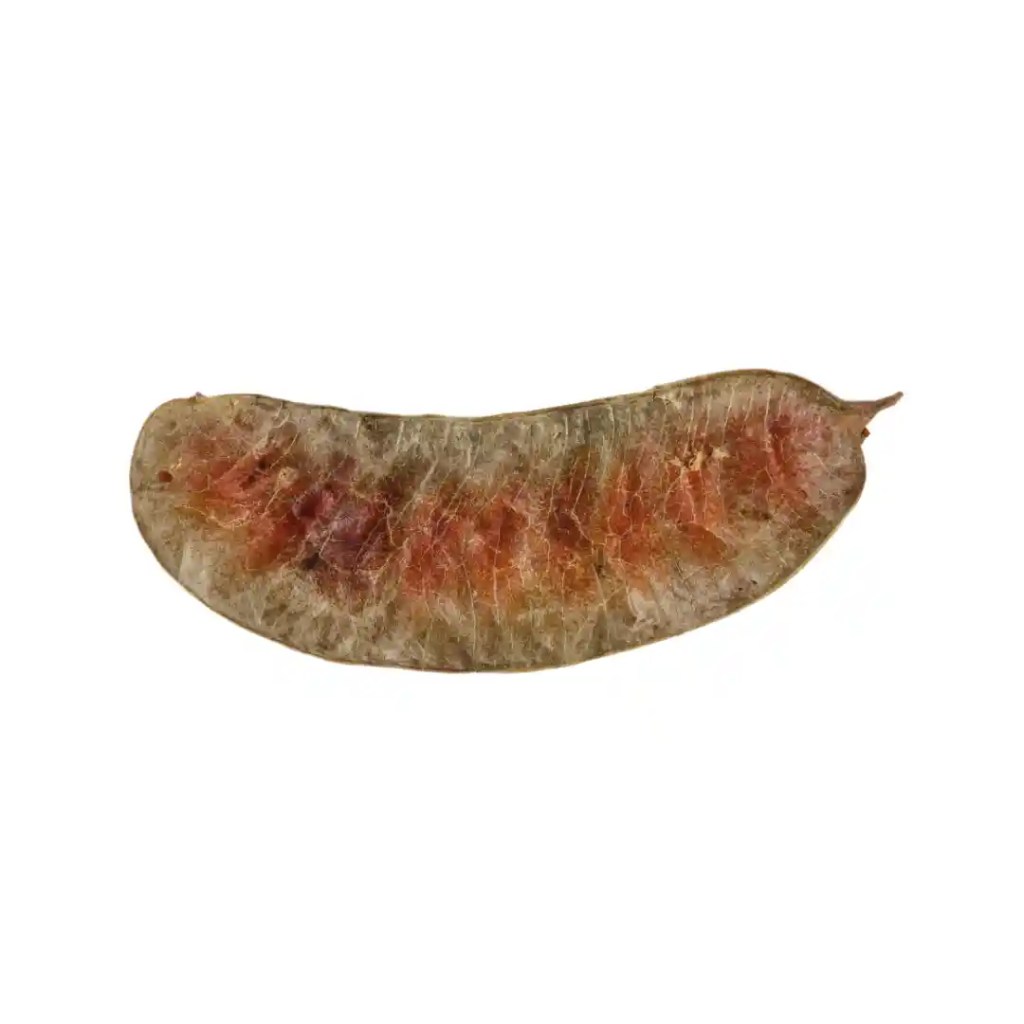 dried alexandria senna