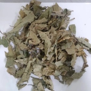 dried croton sublyratus