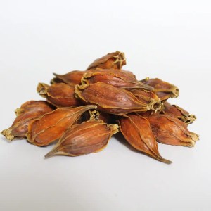 dried gardenia fruit