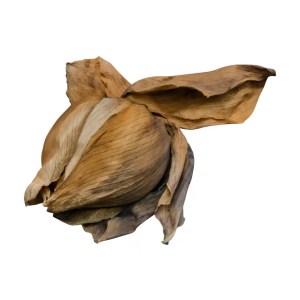 dried lotus
