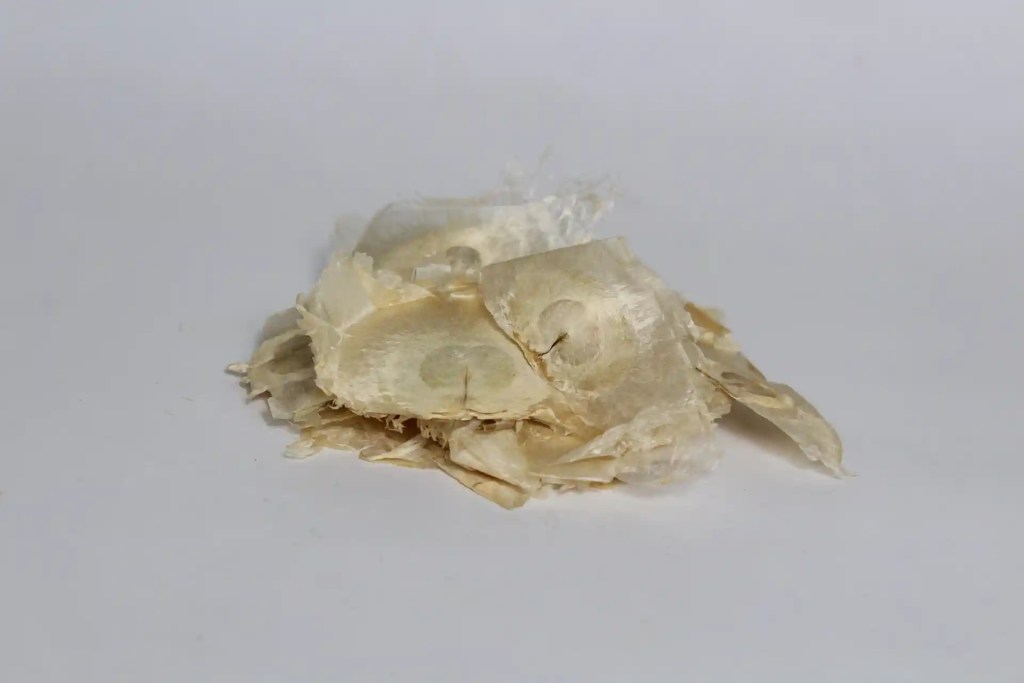 dried oroxylum indicum