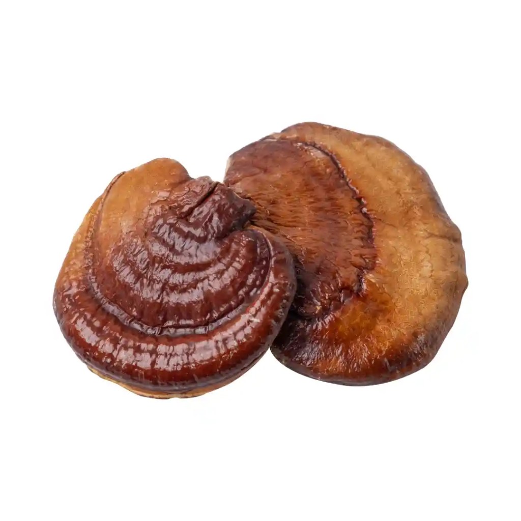 dried reishi