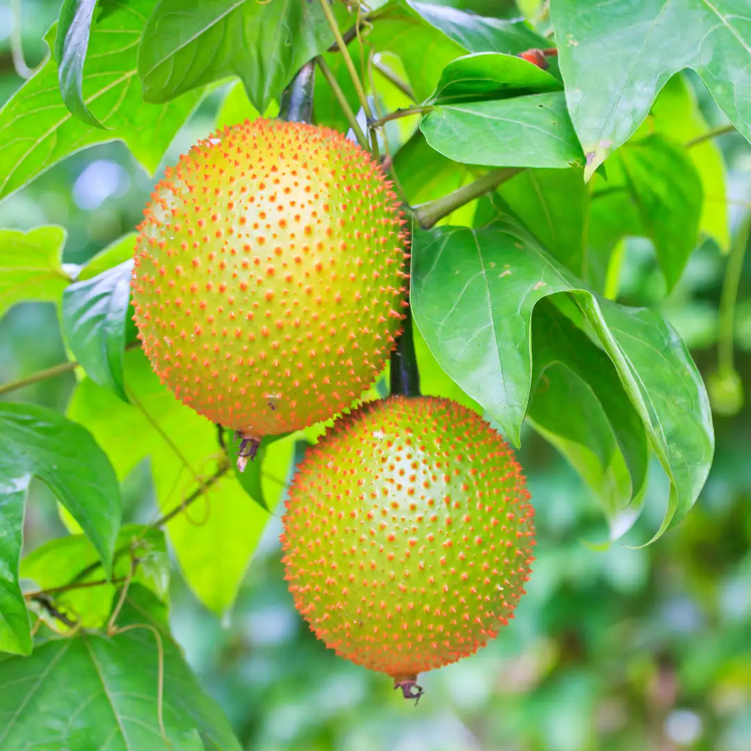 Gac fruit