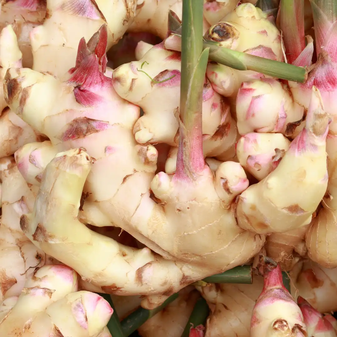 Galangal