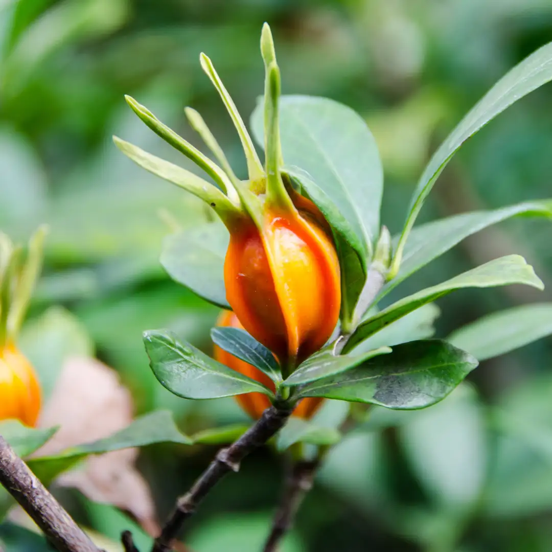 Gardenia fruit