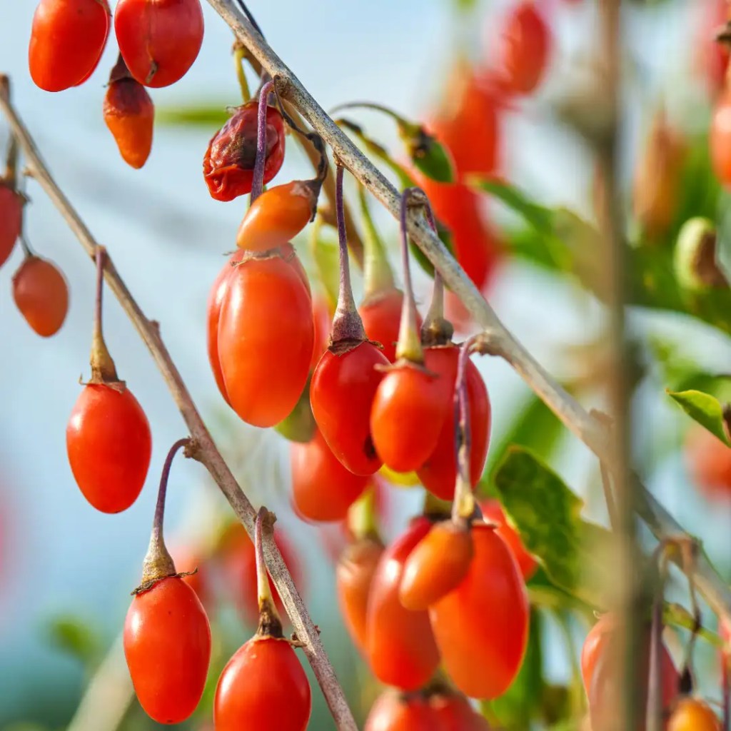 goji berry information