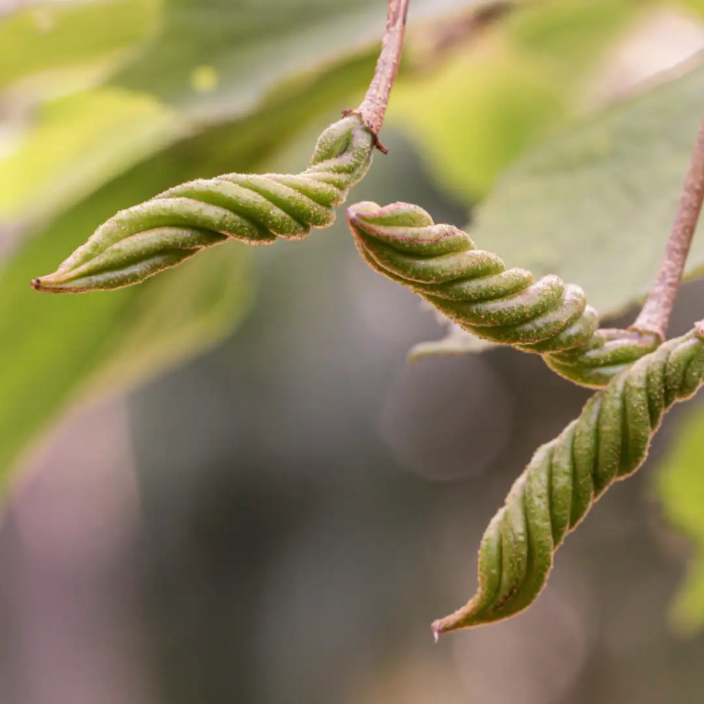 helicteres isora information