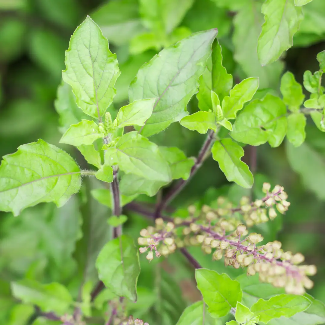 Holy basil