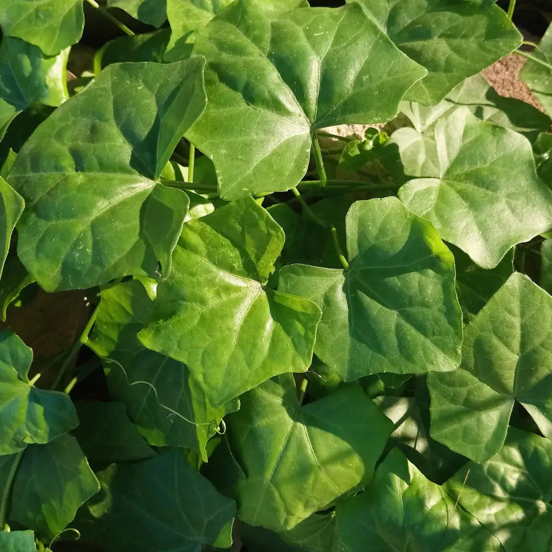 Ivy gourd