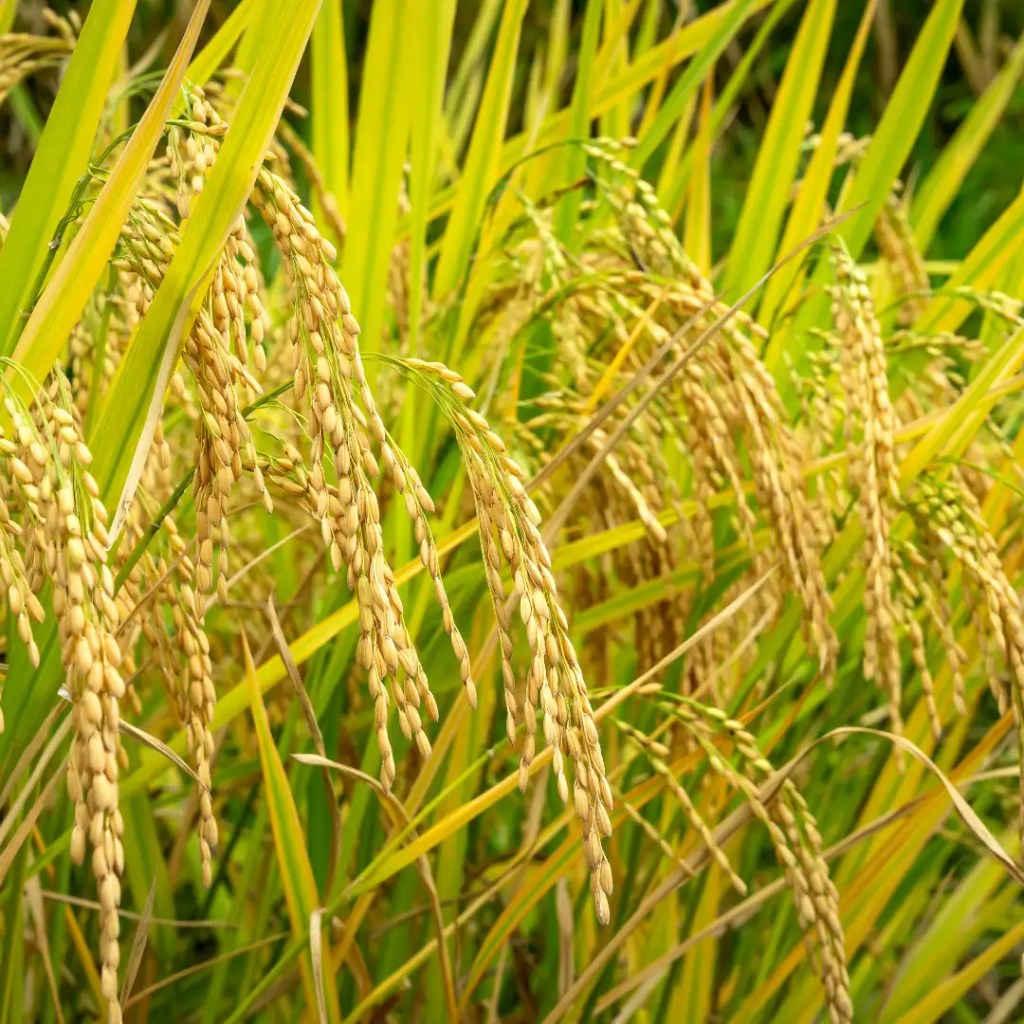 jasmine rice information