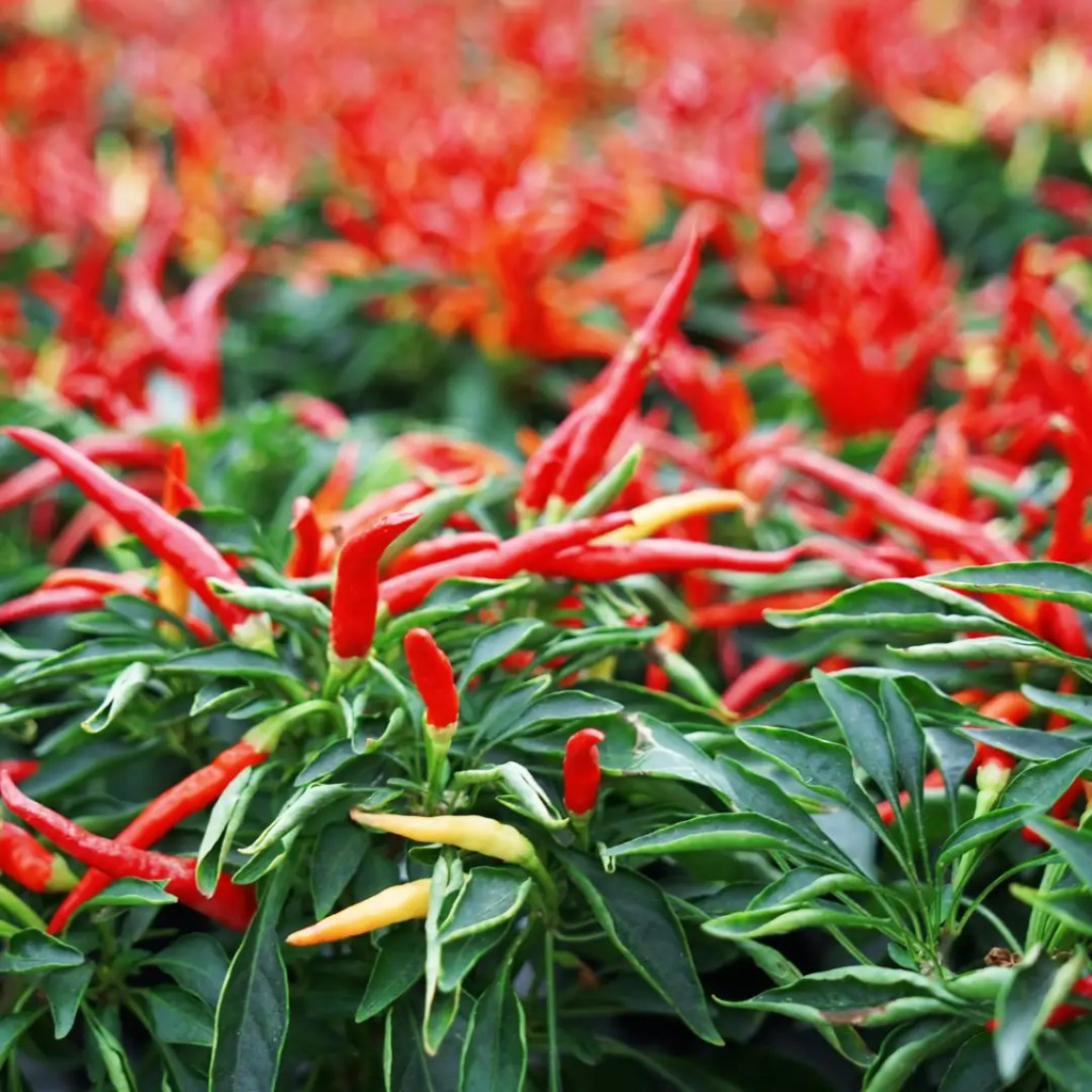 jinda chilli information