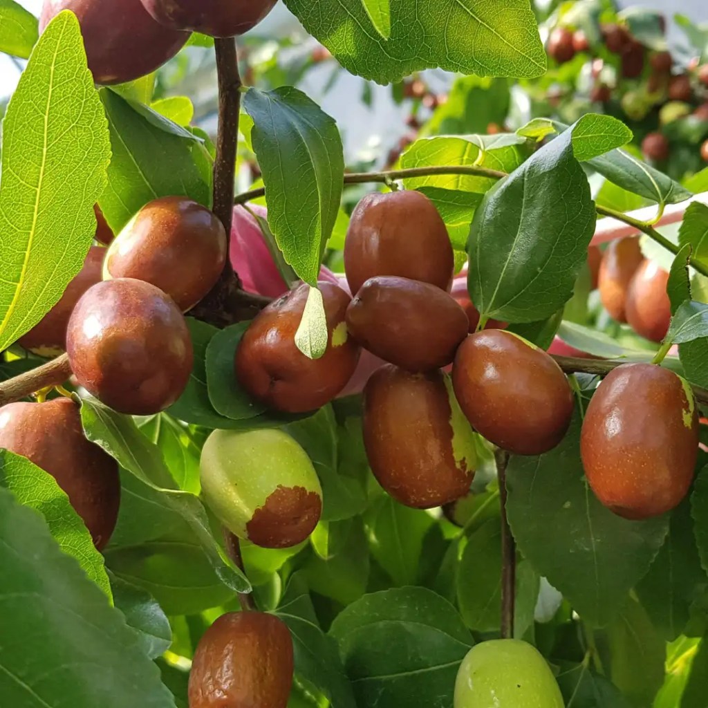 jujube information