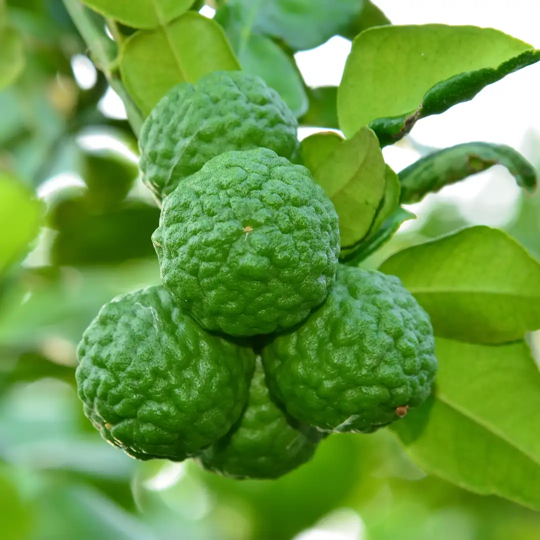 Kaffir lime