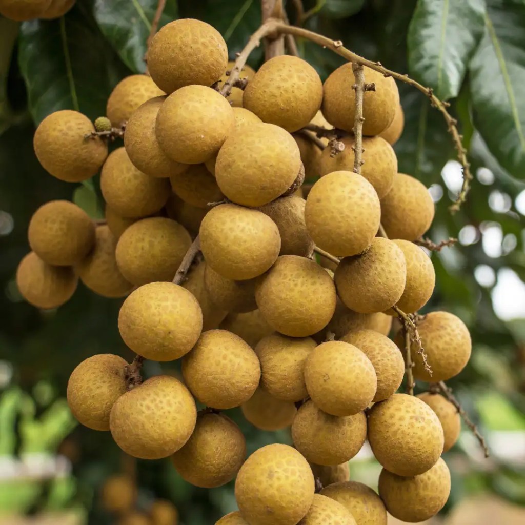 longan golden information