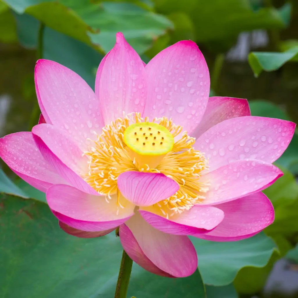 lotus information