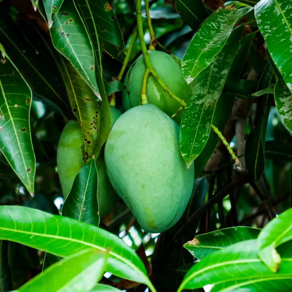 mango information