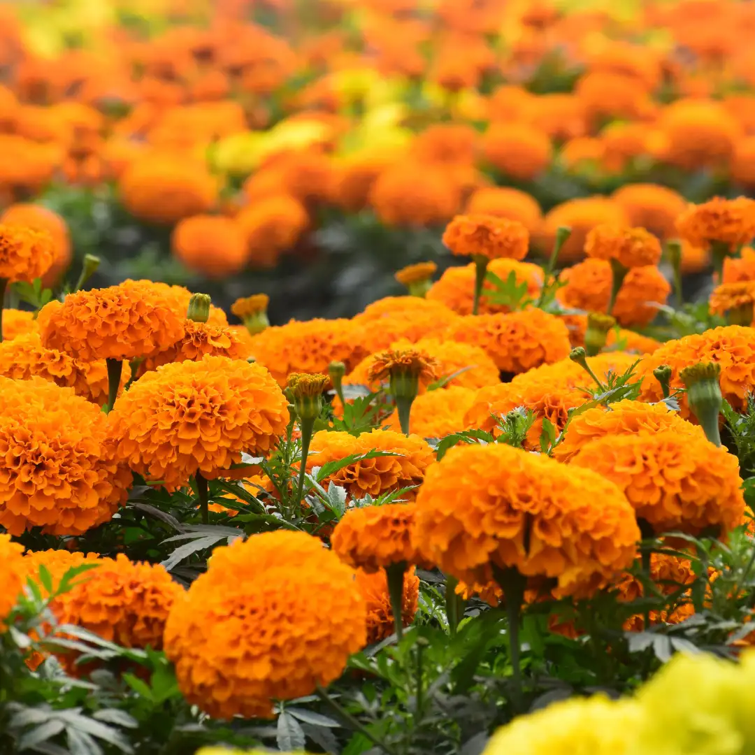 Marigold