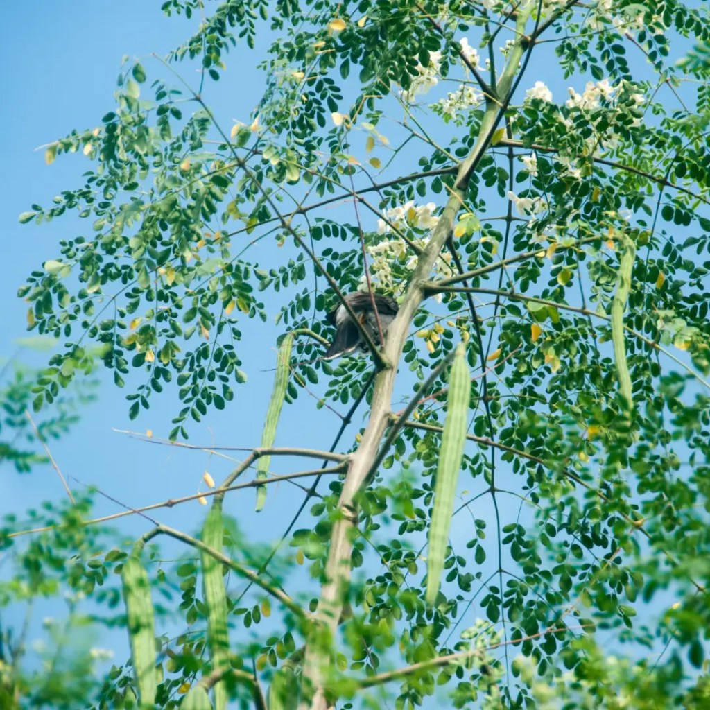 مورنگا کی معلومات