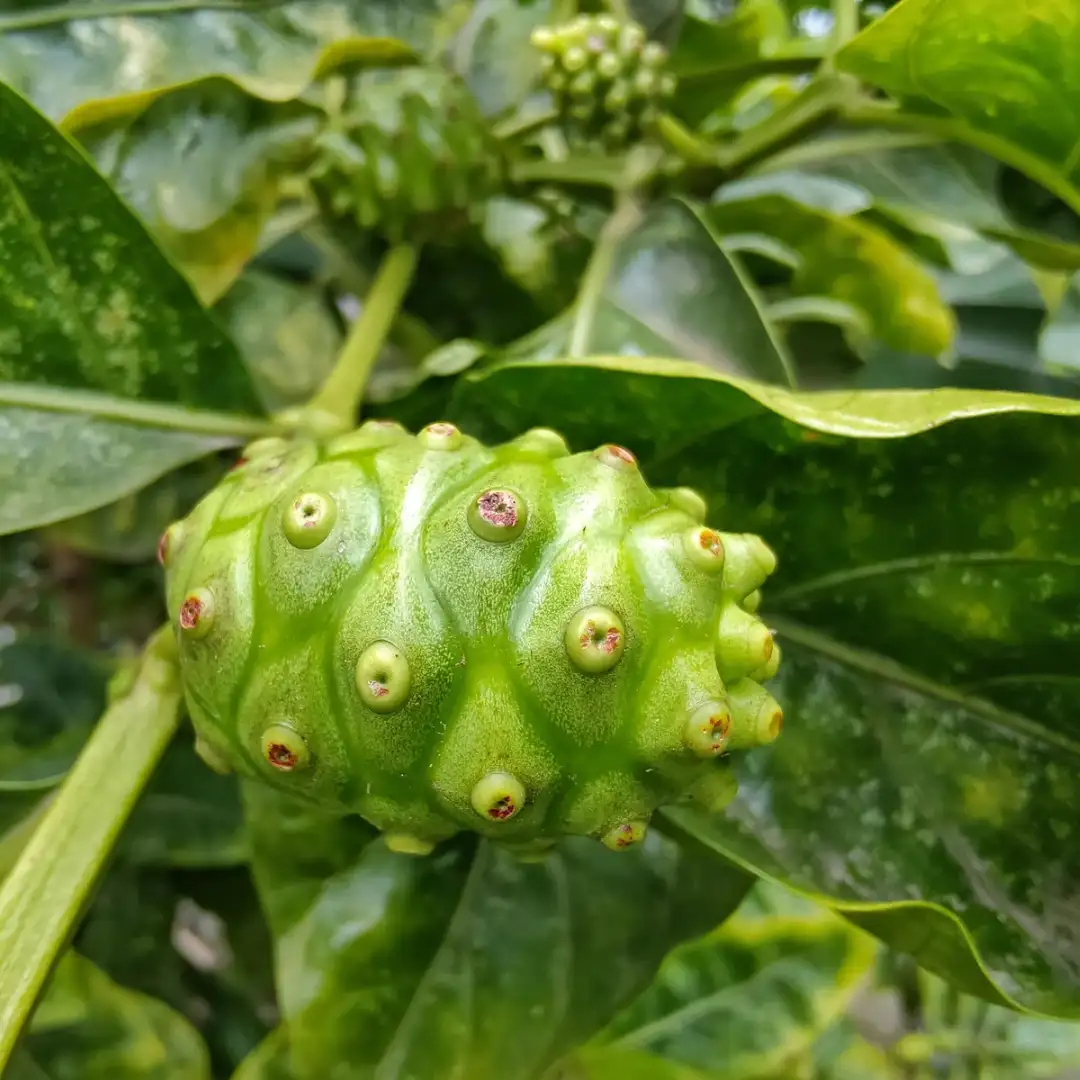 Noni