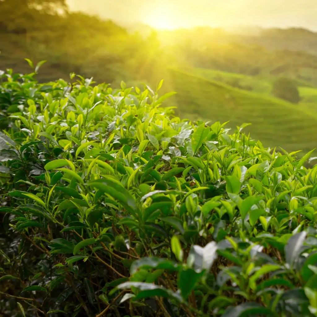 oolong white tea information