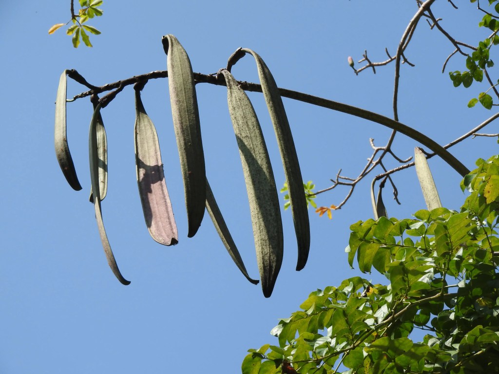 oroxylum indicum information