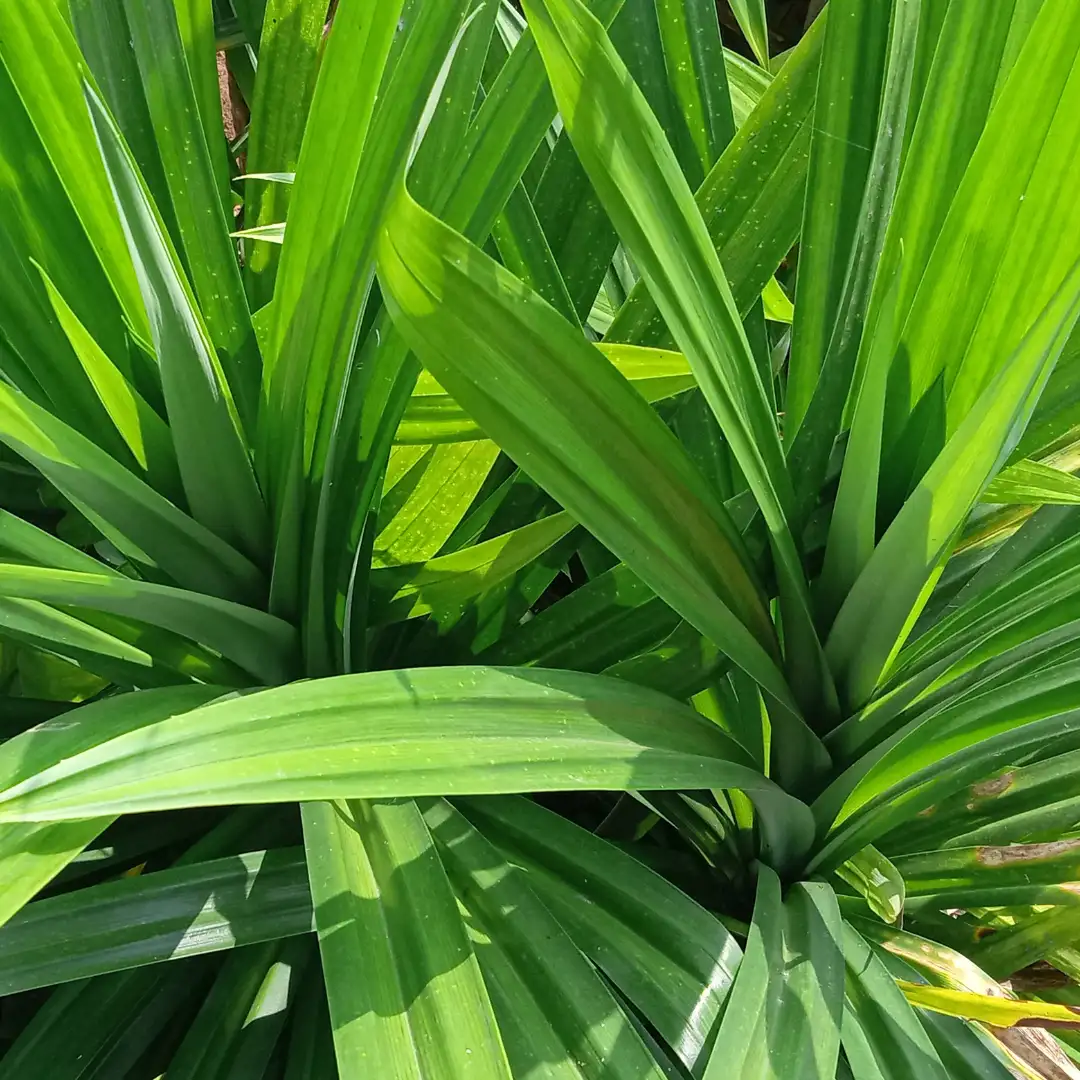 Pandan leaf