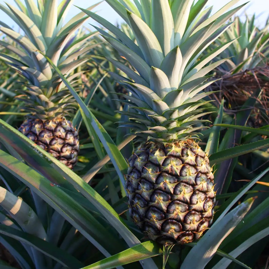 pineapple huay moon information