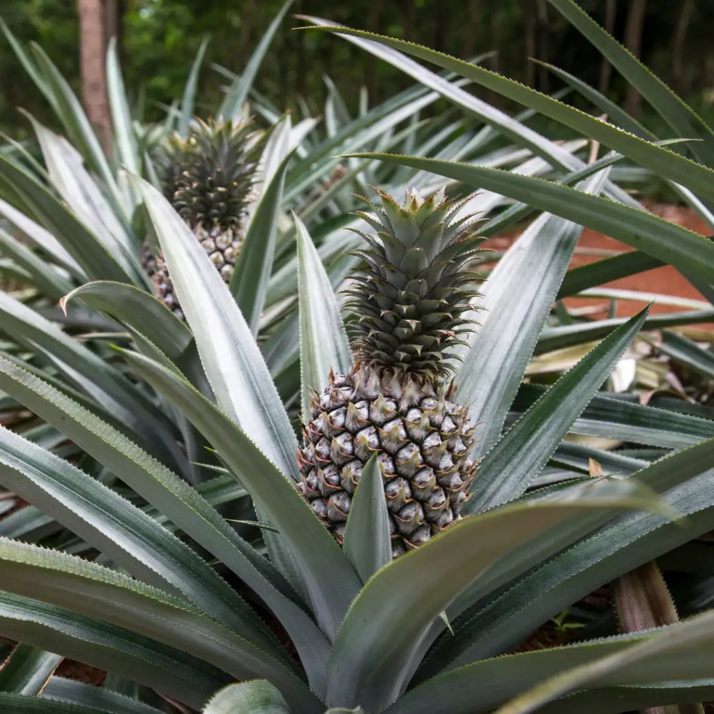 pineapple information