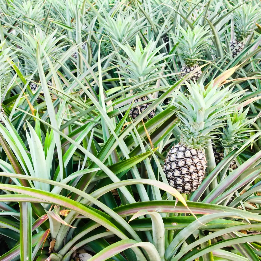pineapple trat si thong information