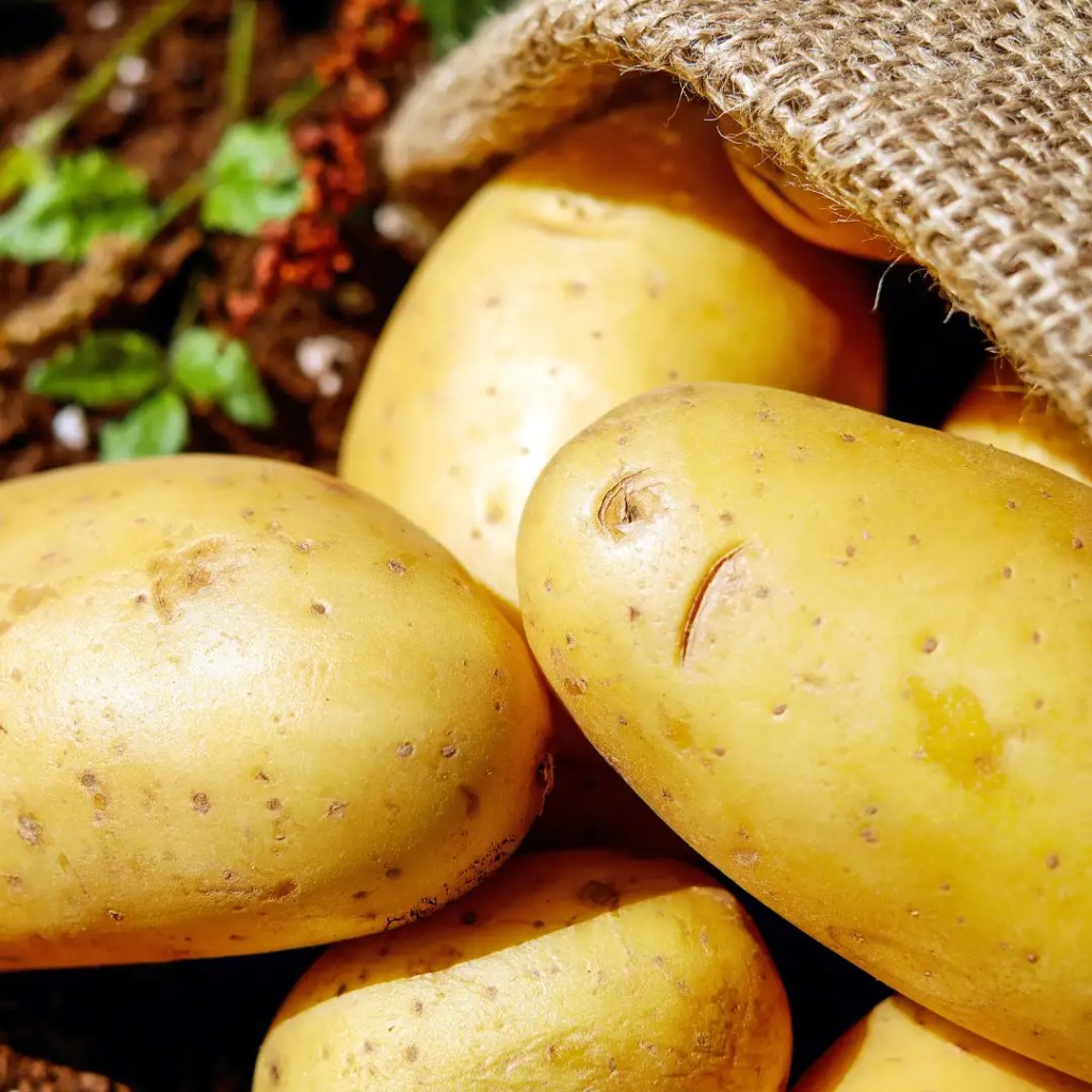 potato information
