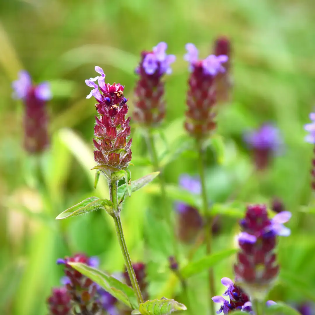Prunella vulgaris