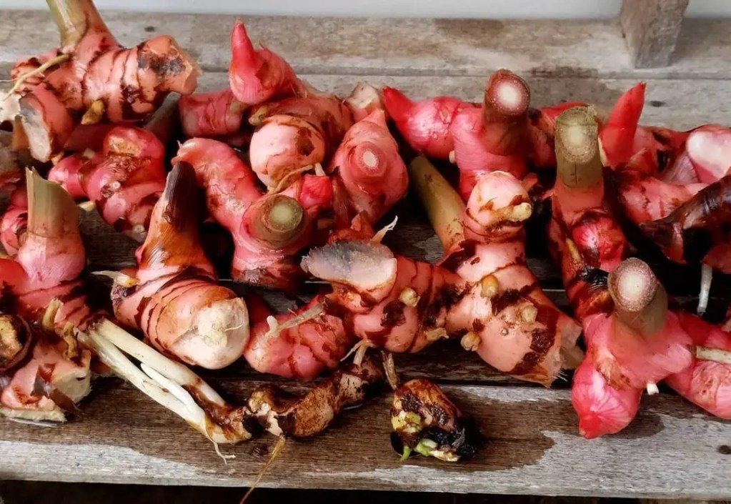 red galangal information