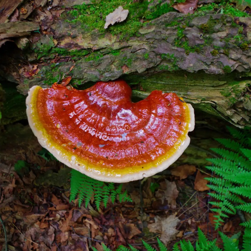 reishi information