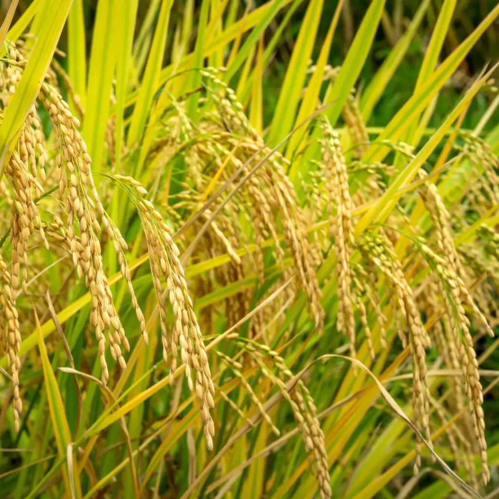 informazioni sulla crusca di riso