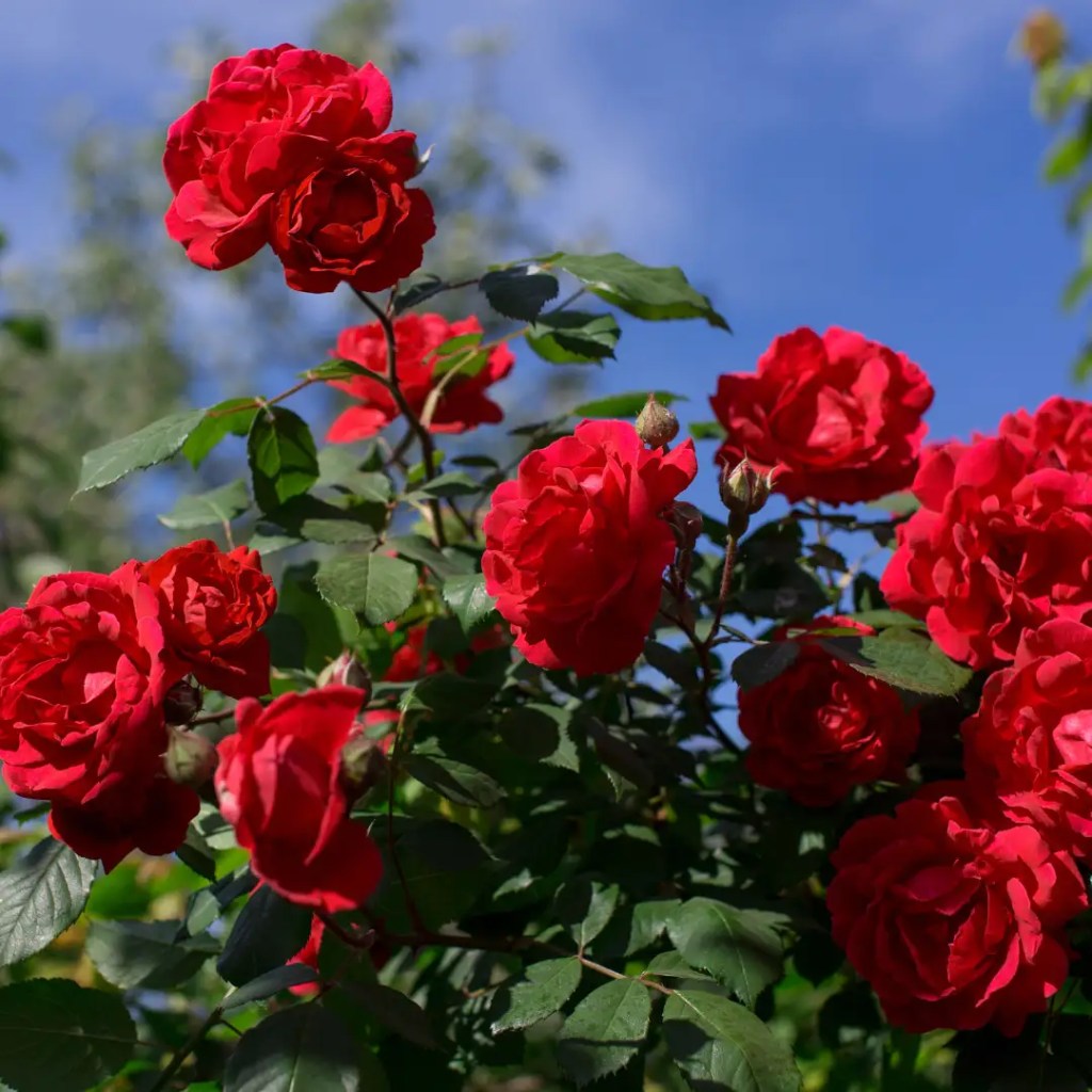 rose information