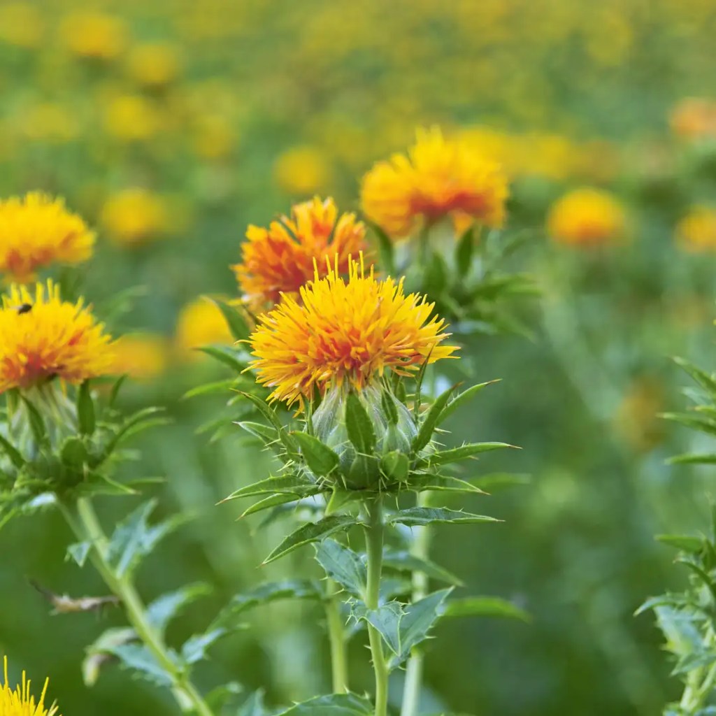 information om safflor