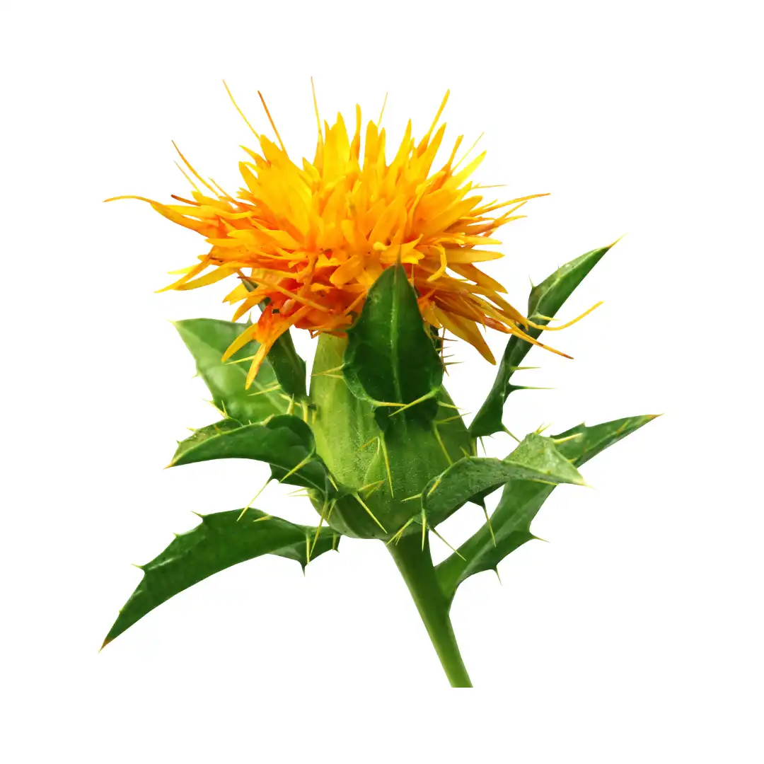 Safflower